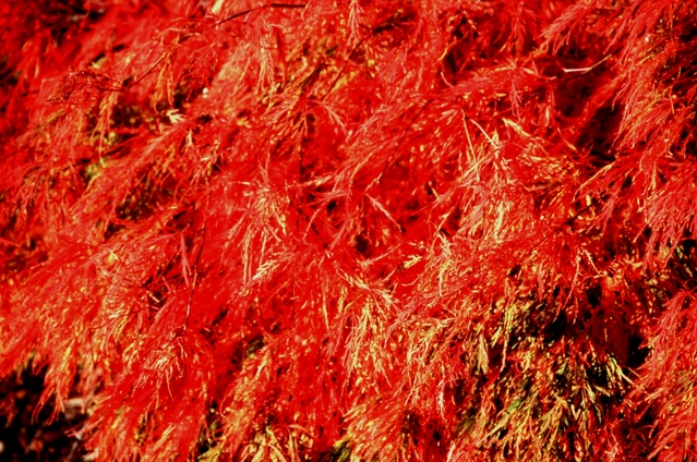  [Acer] 