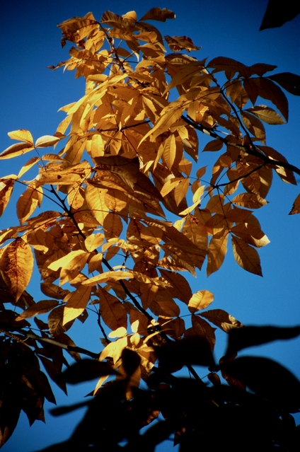  [Leaves] 