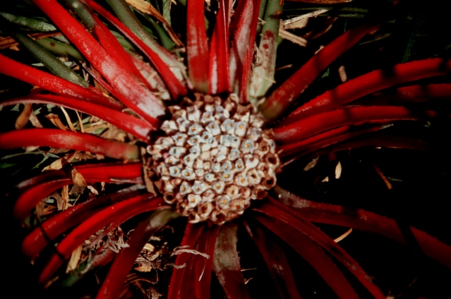  [Plant] 