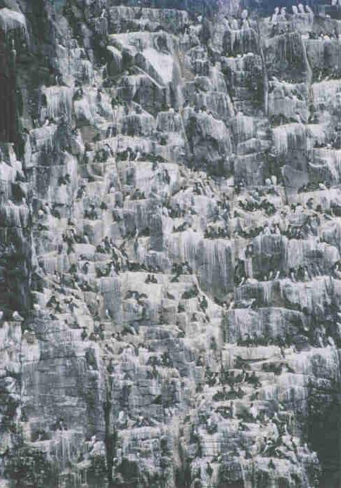  [Guillemots nesting on cliff] 