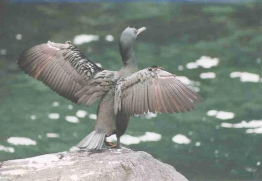  [Shag] 