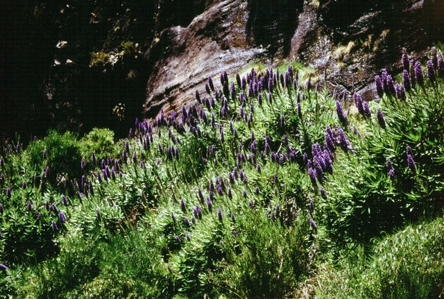  [Flowers] 
