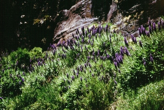  [Flowers] 