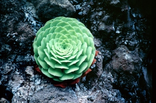  [Green plant] 