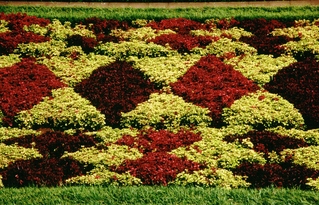  [Bushes] 
