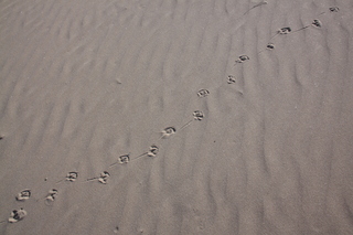  [Footprints] 