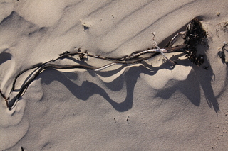  [Seaweed] 