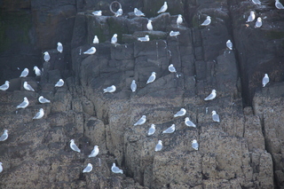  [Birds] 