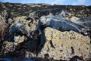  [Seals] 