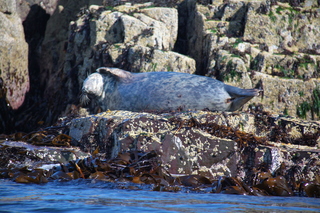  [Seal] 