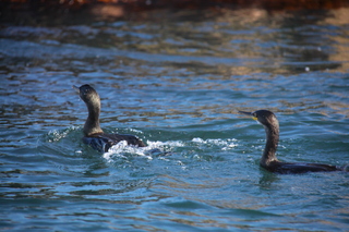  [Birds] 
