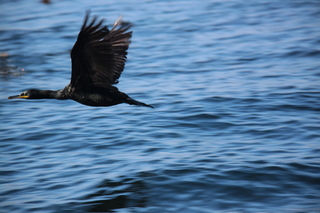  [Bird] 
