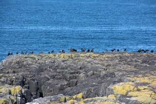  [Birds] 