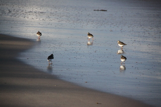  [Birds] 