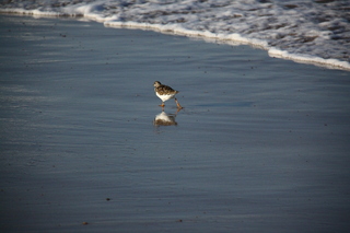  [Birds] 
