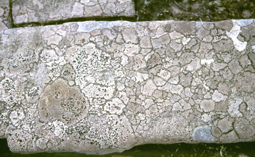  [Lichen] 