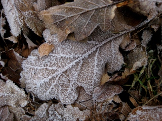  [Leaf] 