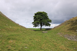  [Sycamore] 