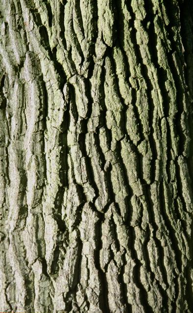  [Bark] 