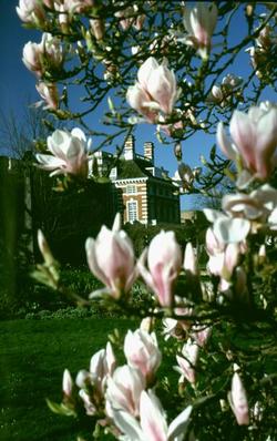  [Magnolia tree] 