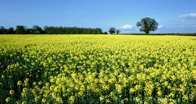  [Rape Field] 