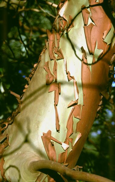  [Tree bark] 