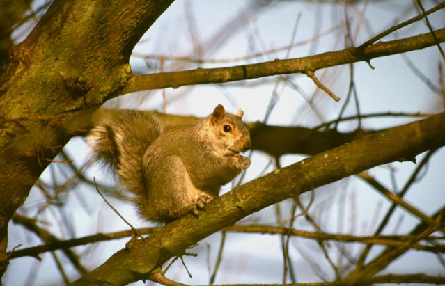  [Squirrel] 