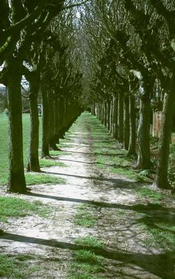  [Trees] 