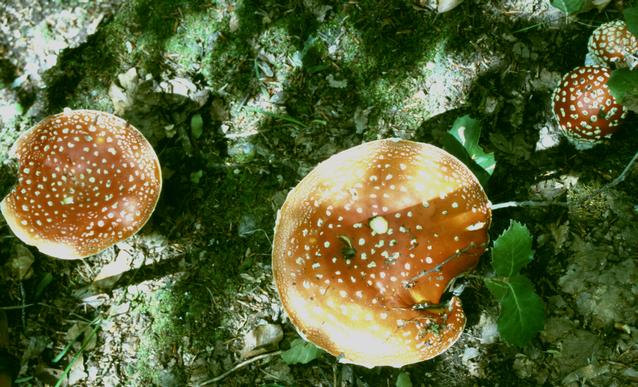  [Fly Agaric] 