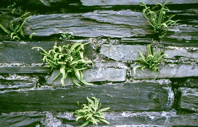  [Slate wall] 
