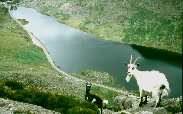  [Mountain goats] 