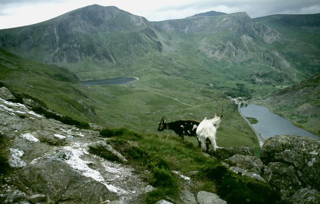  [Mountain goats] 