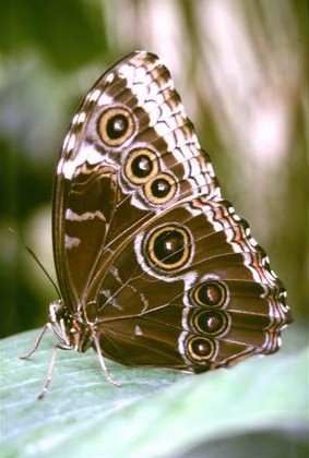 [Butterfly] 