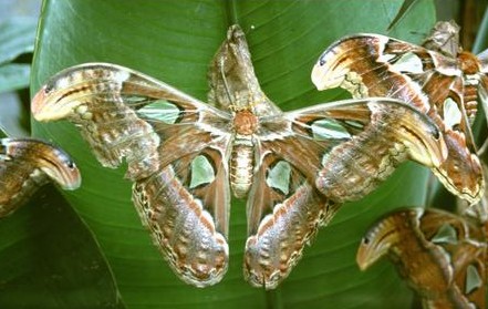  [Huge Moth] 