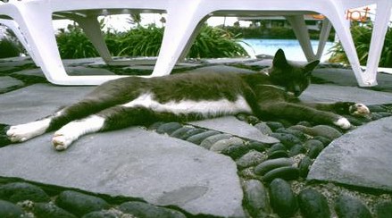  [Lazy Cat] 