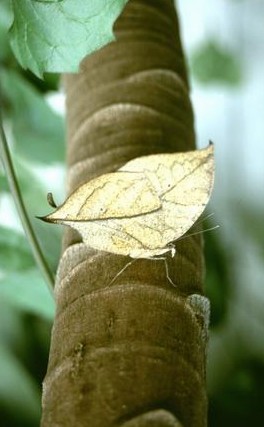  [Leaf Butterfly] 