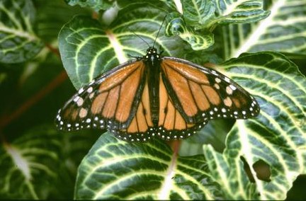  [Monarch Butterfly] 
