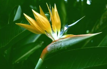 [Bird of Paradise flower] 