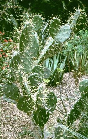  [Spiky Cactus] 