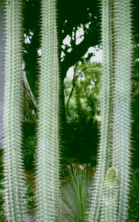  [Tall Cactus] 
