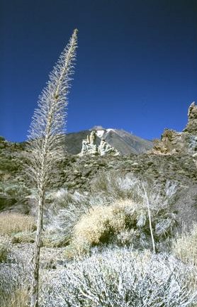  [Teide & Flower] 