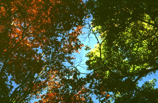  [Leaves] 