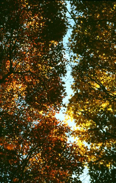  [Leaves] 