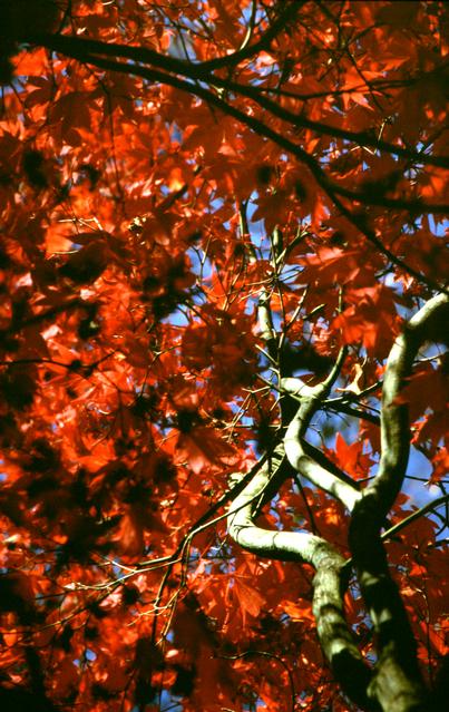  [Leaves] 