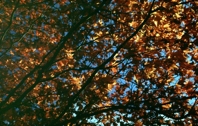  [Leaves] 
