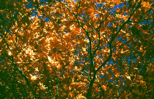  [Leaves] 