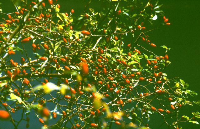  [Rosehips] 