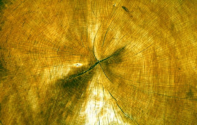  [Tree rings] 